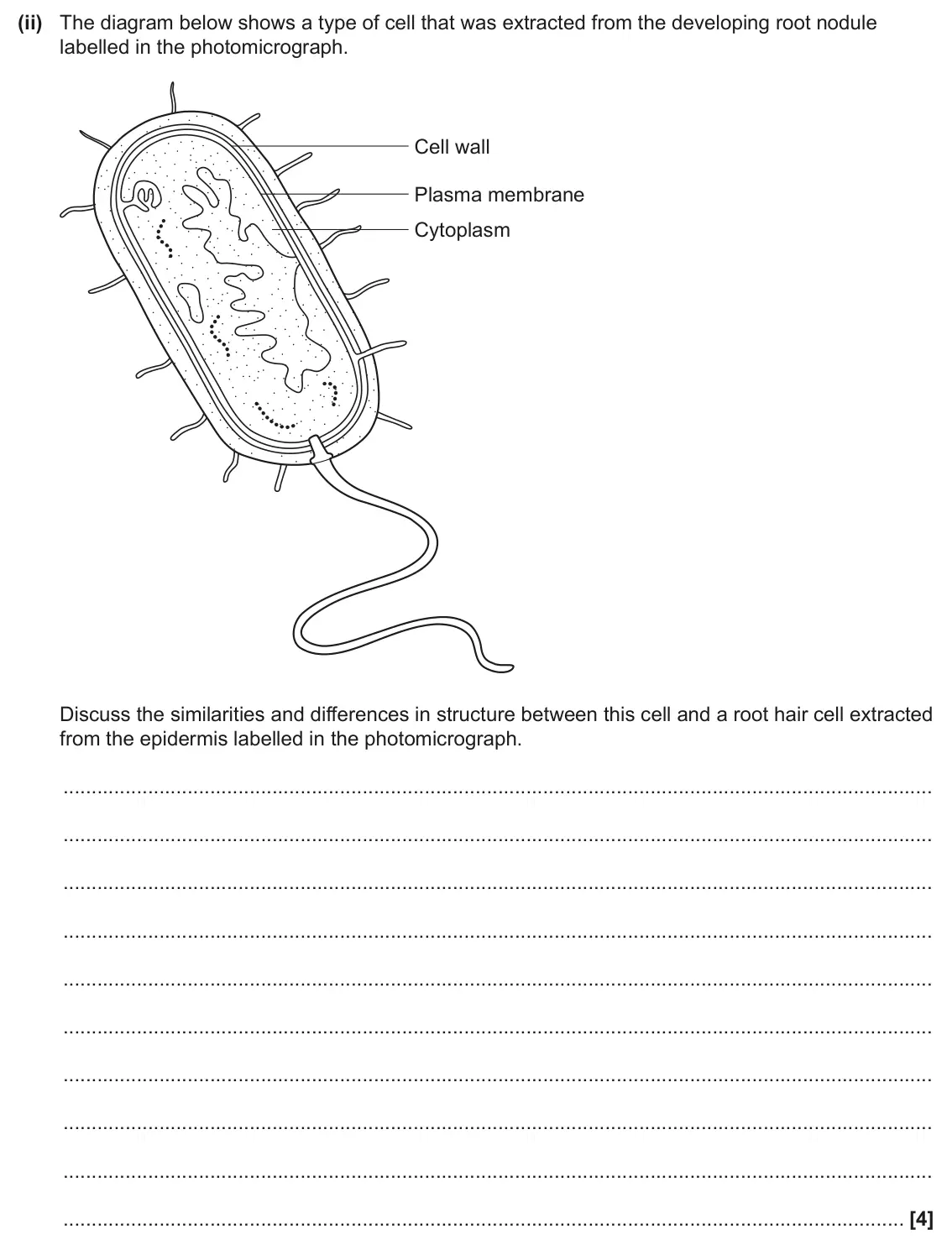 June 2025 Paper 1, question 33(b)(ii): The diagram below shows a type of cell that was extracted from the developing root nodule labelled in the photomicrograph. Cell wall Plasma membrane Cytoplasm D