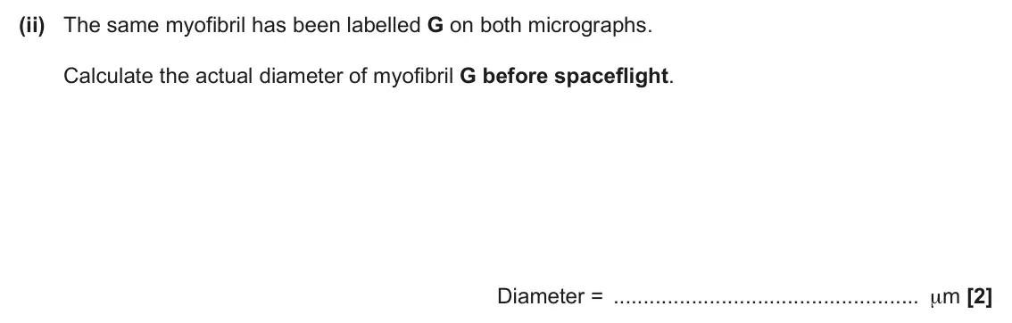 June 2025 Paper 1, question 34(a)(ii): The same myofibril has been labelled G on both micrographs. Calculate the actual diameter of myofibril G before spaceflight. Diameter = μm [2]