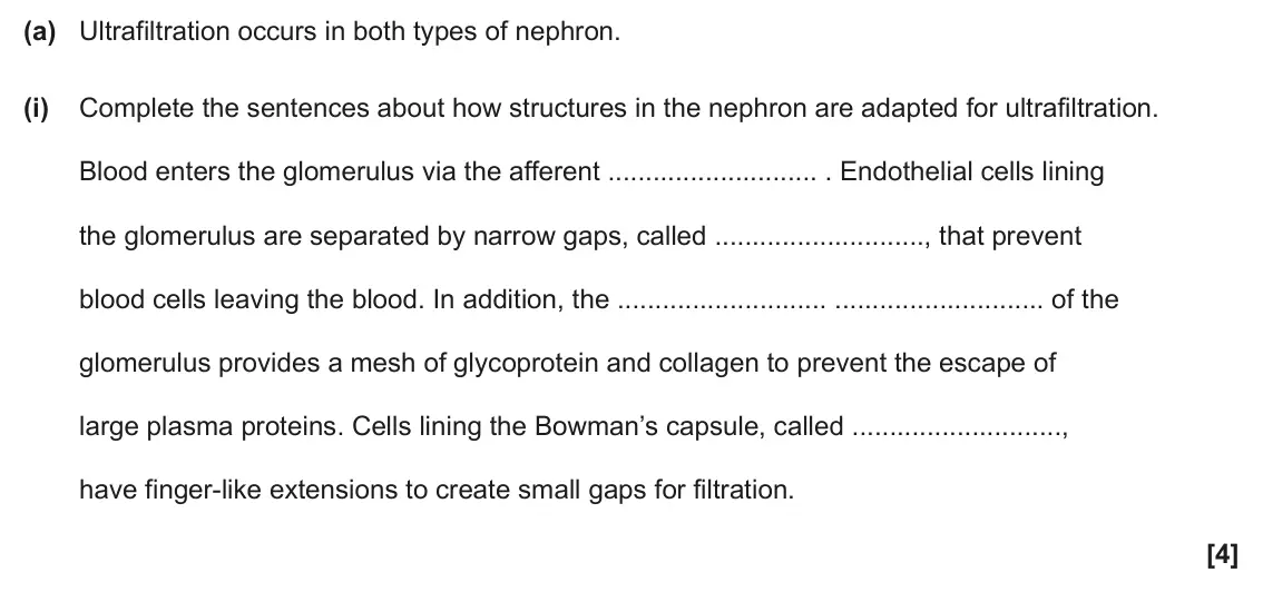 June 2025 Paper 1, question 35(a)(i): Complete the sentences about how structures in the nephron are adapted for ultrafiltration. Blood enters the glomerulus via the afferent . Endothelial cells lin