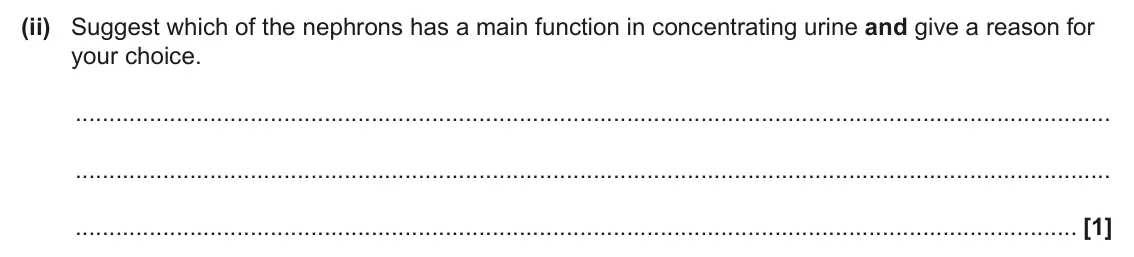 June 2025 Paper 1, question 35(a)(ii): Suggest which of the nephrons has a main function in concentrating urine and give a reason for your choice. [1]
