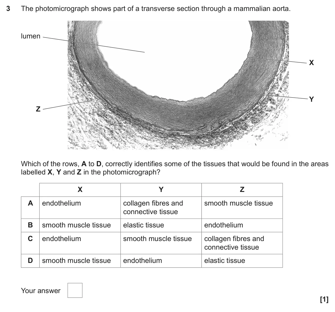 November 2021 Paper 1, question 3: The photomicrograph shows part of a transverse section through a mammalian aorta. lumen X Y Z Which of the rows, A to D, correctly identifies some of the tissue