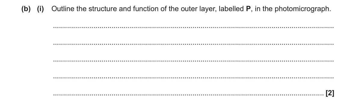 November 2021 Paper 1, question 32(b)(i): Outline the structure and function of the outer layer, labelled P, in the photomicrograph. [2]