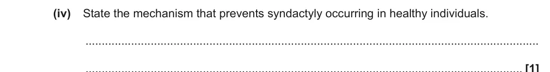 November 2021 Paper 1, question 32(d)(iv): State the mechanism that prevents syndactyly occurring in healthy individuals. [1]