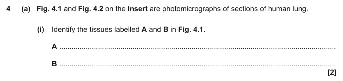 June 2022 Paper 2, question 4(a)(i): Identify the tissues labelled A and B in Fig. 4.1. A B [2]