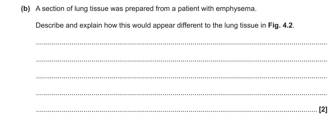 June 2022 Paper 2, question 4(b): A section of lung tissue was prepared from a patient with emphysema. Describe and explain how this would appear different to the lung tissue in Fig. 4.2. [2]