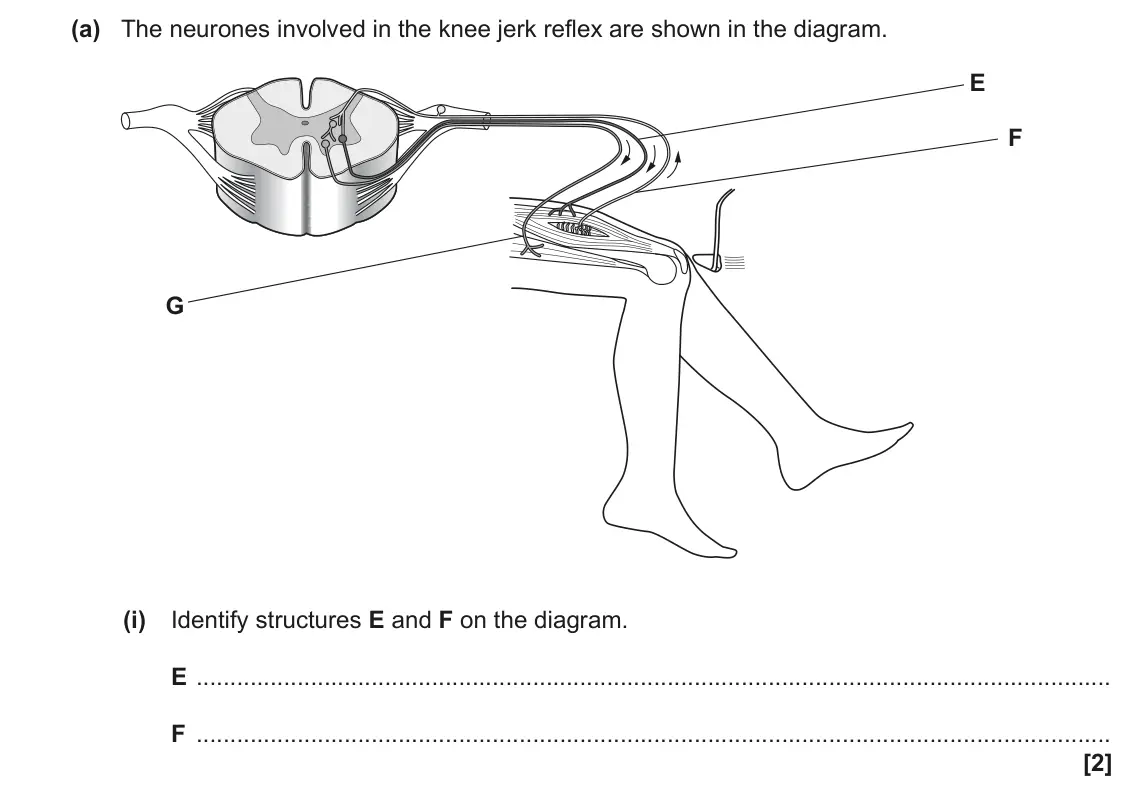 June 2023 Paper 2, question 4(a)(i): Identify structures E and F on the diagram. E F [2]