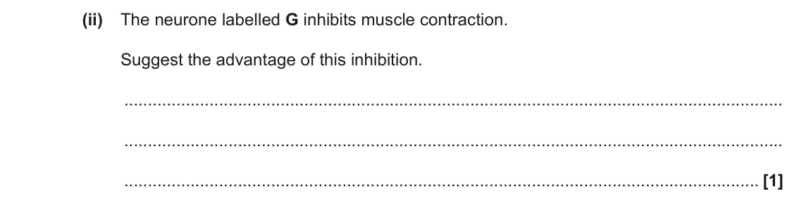 June 2023 Paper 2, question 4(a)(ii): The neurone labelled G inhibits muscle contraction. Suggest the advantage of this inhibition. [1]