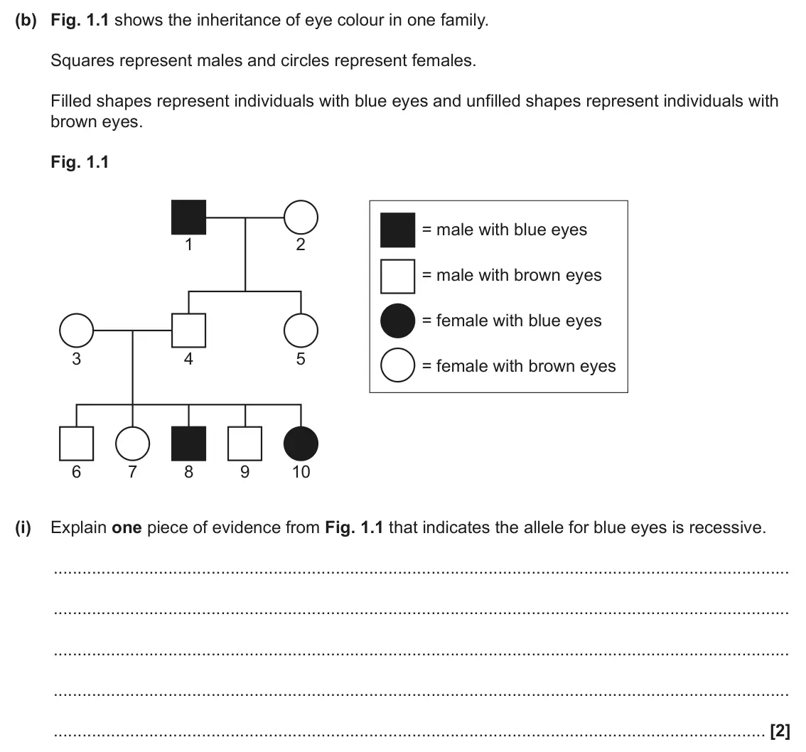 June 2024 Paper 2, question 1(b)(i): Explain one piece of evidence from Fig. 1.1 that indicates the allele for blue eyes is recessive. [2]