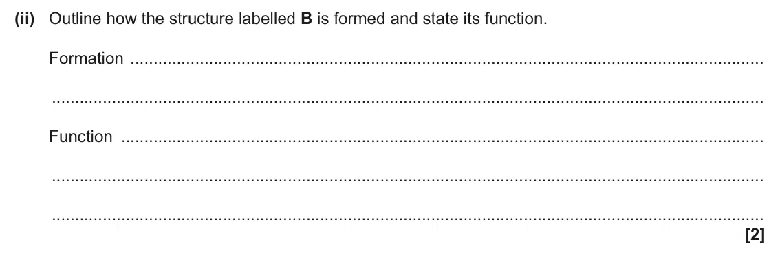 June 2025 Paper 2, question 1(a)(ii): Outline how the structure labelled B is formed and state its function. Formation Function [2]
