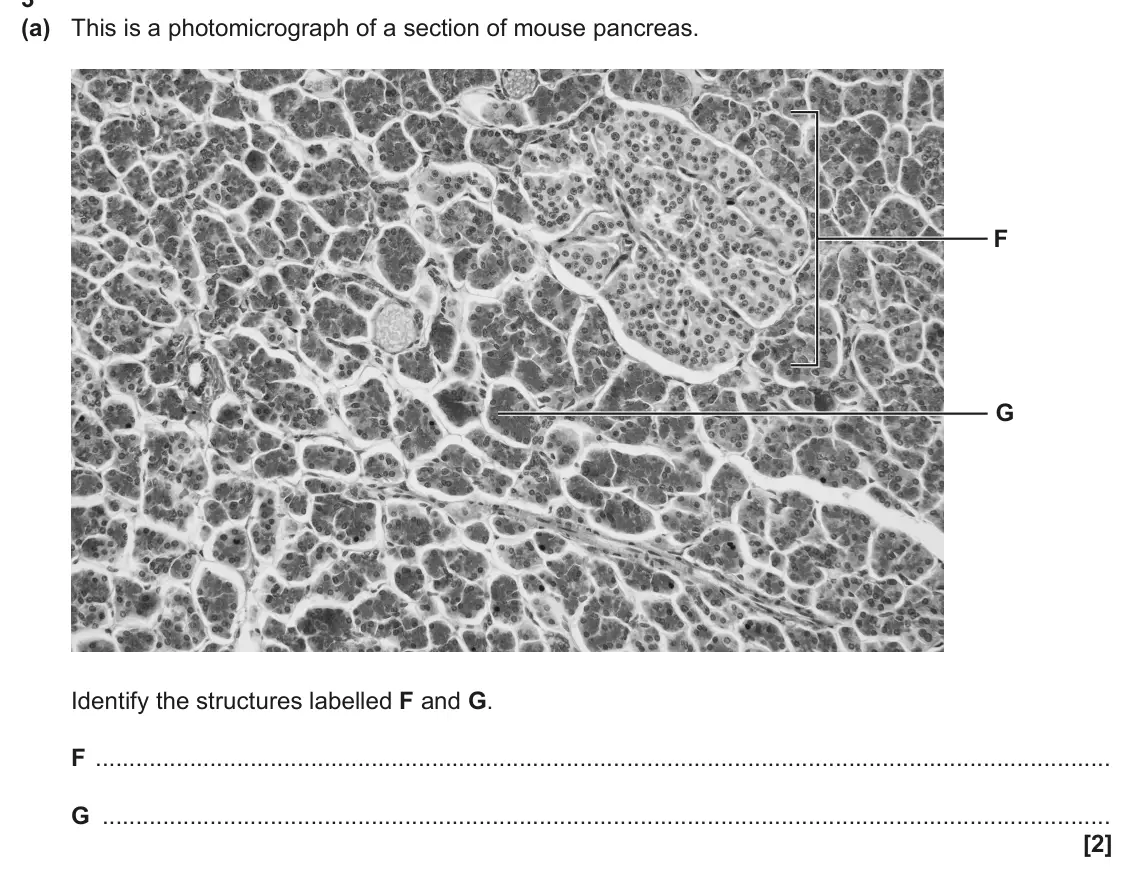 June 2025 Paper 2, question 3(a): This is a photomicrograph of a section of mouse pancreas. F G Identify the structures labelled F and G. F G [2]
