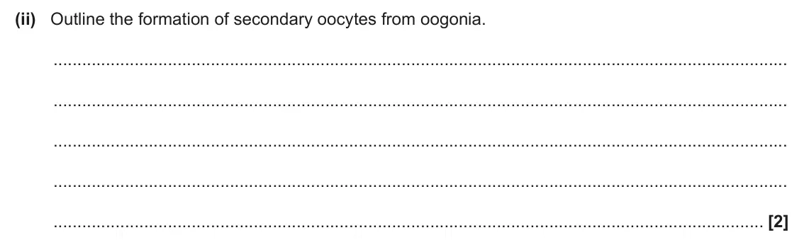 June 2025 Paper 2, question 5(b)(ii): Outline the formation of secondary oocytes from oogonia. [2]