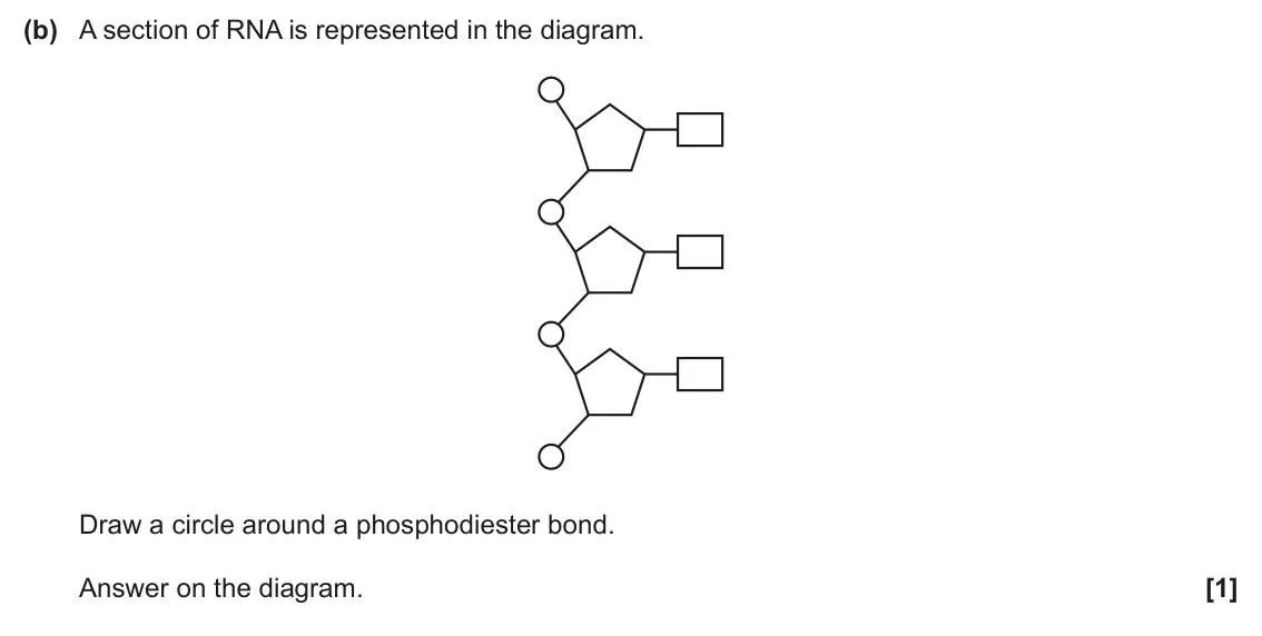 June 2025 Paper 2, question 7(b): A section of RNA is represented in the diagram. Draw a circle around a phosphodiester bond. Answer on the diagram. [1]
