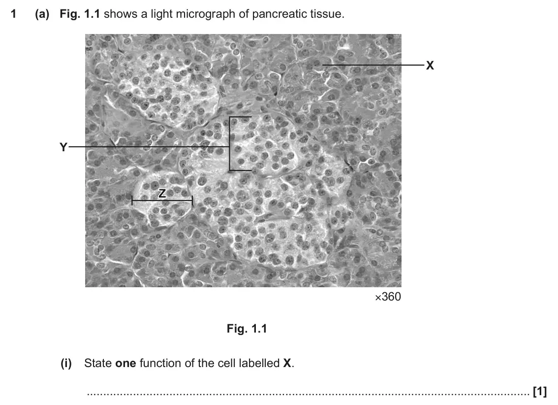 June 2022 Paper 3, question 1(a)(i): State one function of the cell labelled X. [1]