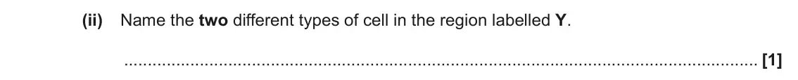 June 2022 Paper 3, question 1(a)(ii): Name the two different types of cell in the region labelled Y. [1]