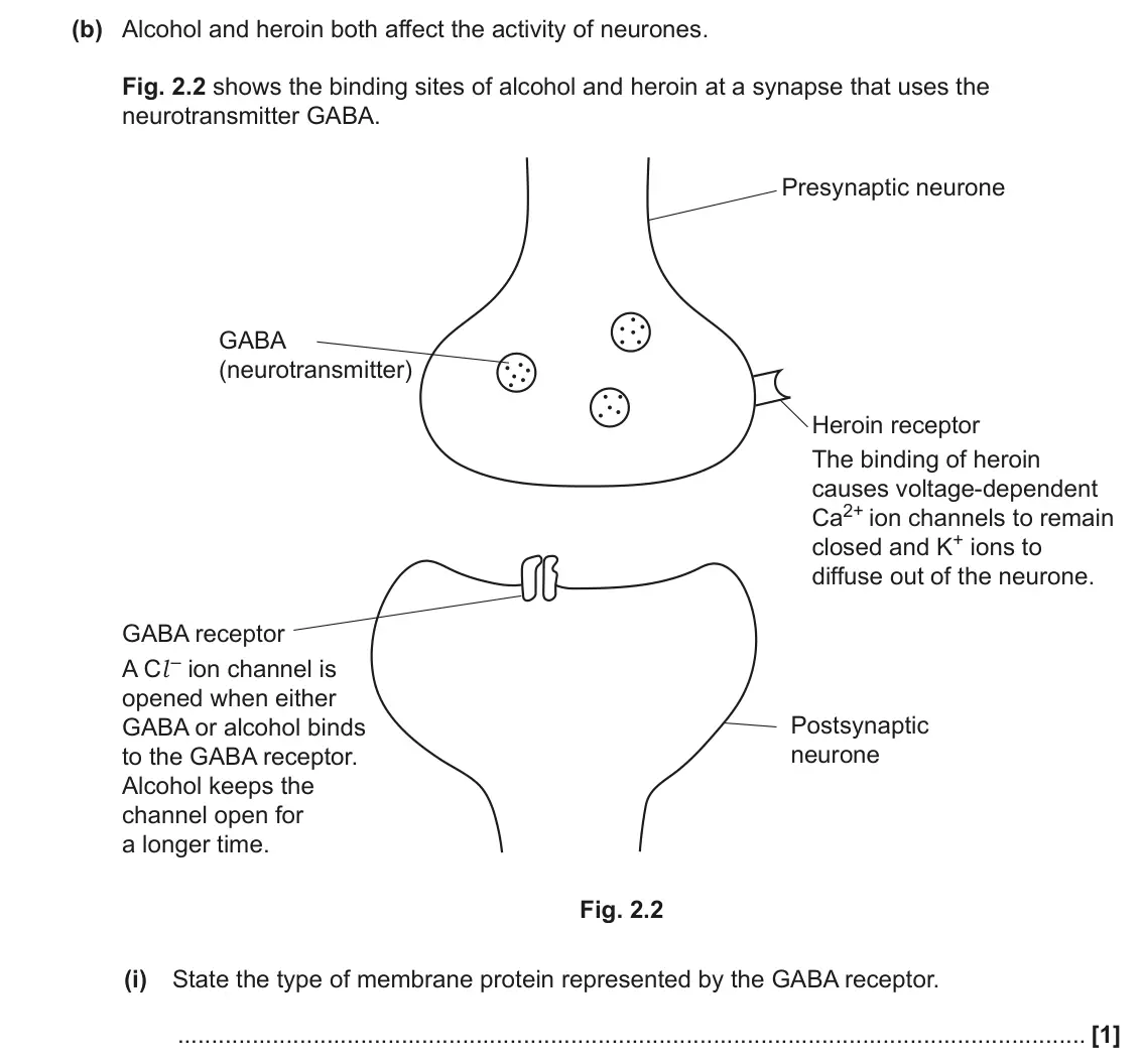 June 2022 Paper 3, question 2(b)(i): State the type of membrane protein represented by the GABA receptor. [1]