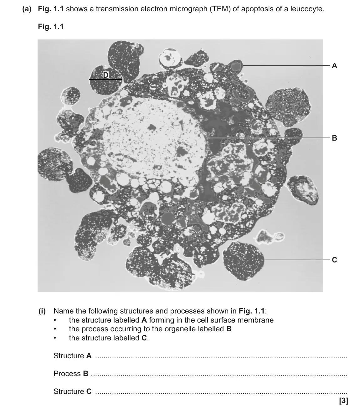June 2023 Paper 3, question 1(a)(i): Name the following structures and processes shown in Fig. 1.1: • the structure labelled A forming in the cell surface membrane • the process occurring to the or