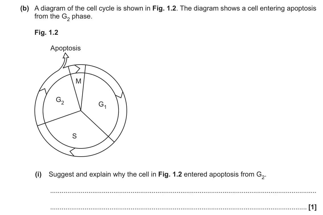 June 2023 Paper 3, question 1(b)(i): Suggest and explain why the cell in Fig. 1.2 entered apoptosis from G2. [1]
