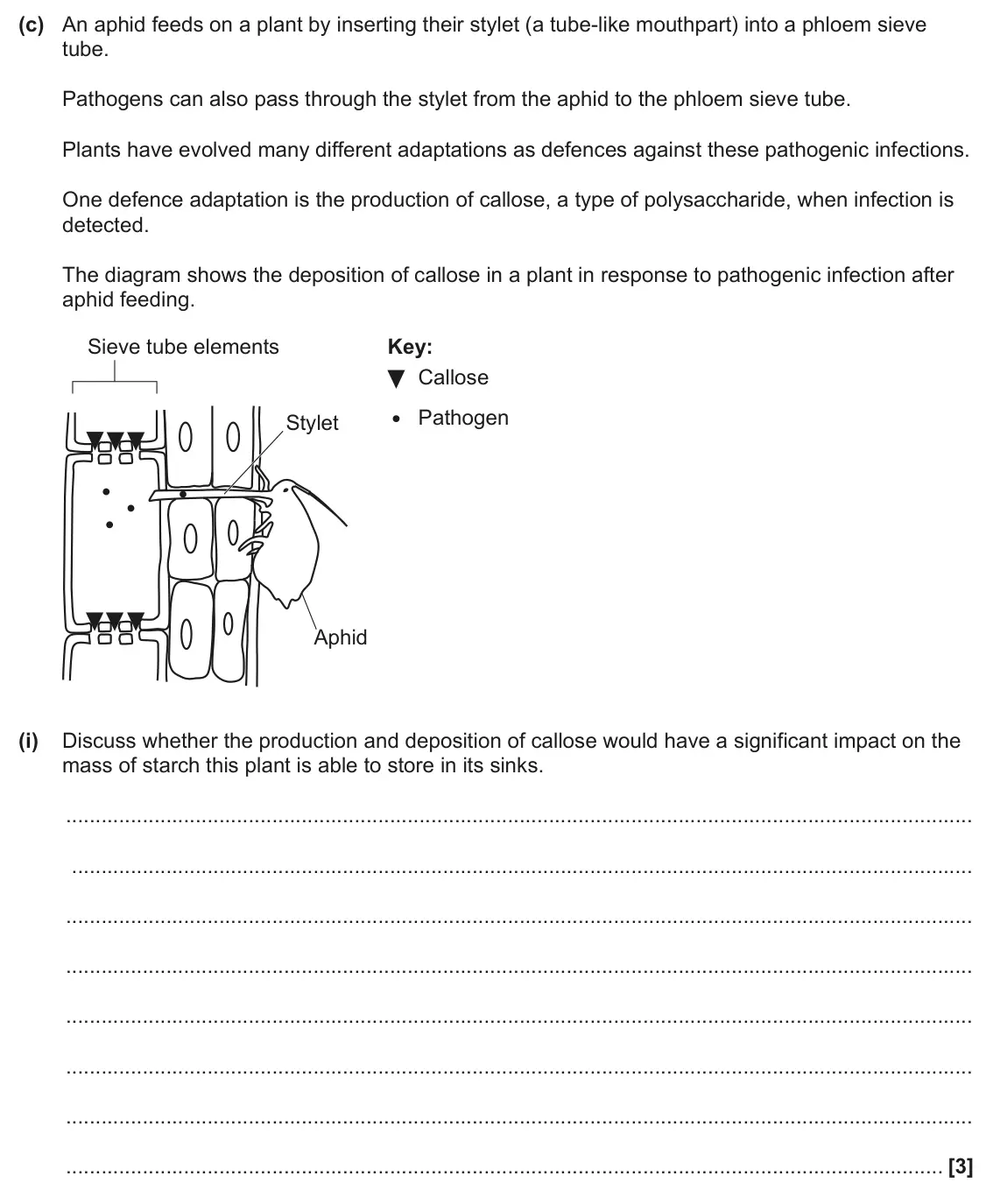 June 2024 Paper 3, question 4(c)(i): Discuss whether the production and deposition of callose would have a significant impact on the mass of starch this plant is able to store in its sinks. [3]