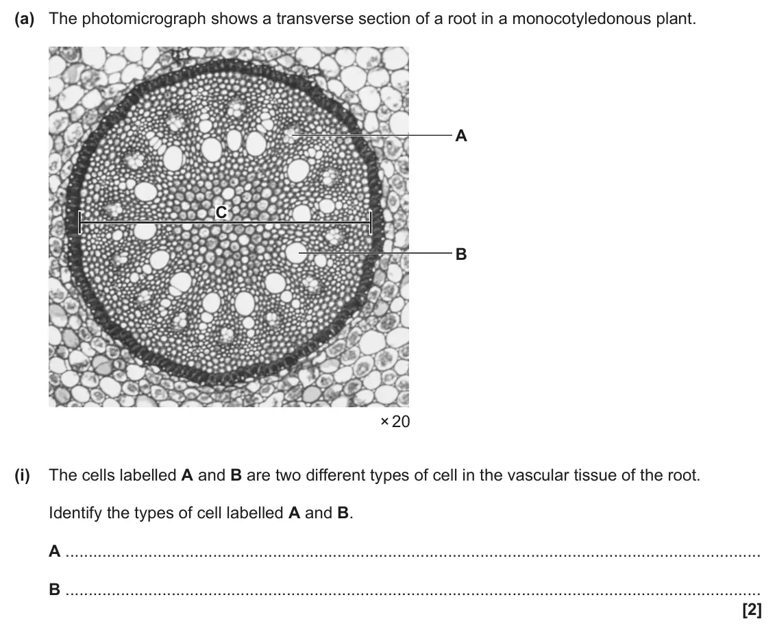 June 2025 Paper 3, question 1(a)(i): The cells labelled A and B are two different types of cell in the vascular tissue of the root. Identify the types of cell labelled A and B. A B [2]