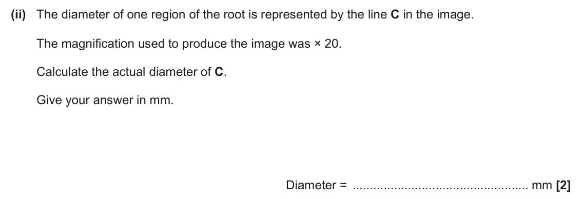 June 2025 Paper 3, question 1(a)(ii): The diameter of one region of the root is represented by the line C in the image. The magnification used to produce the image was × 20. Calculate the actual dia