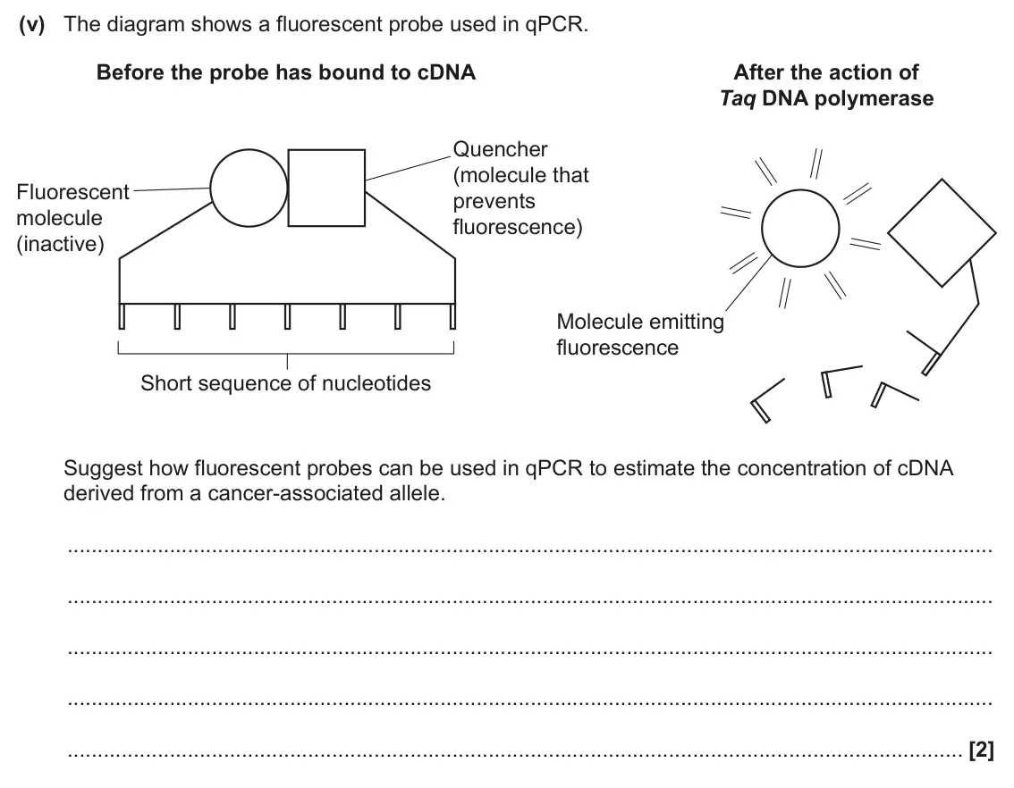 June 2025 Paper 3, question 4(b)(v): The diagram shows a fluorescent probe used in qPCR. Before the probe has bound to cDNA After the action of Taq DNA polymerase Quencher (molecule that Fluorescen