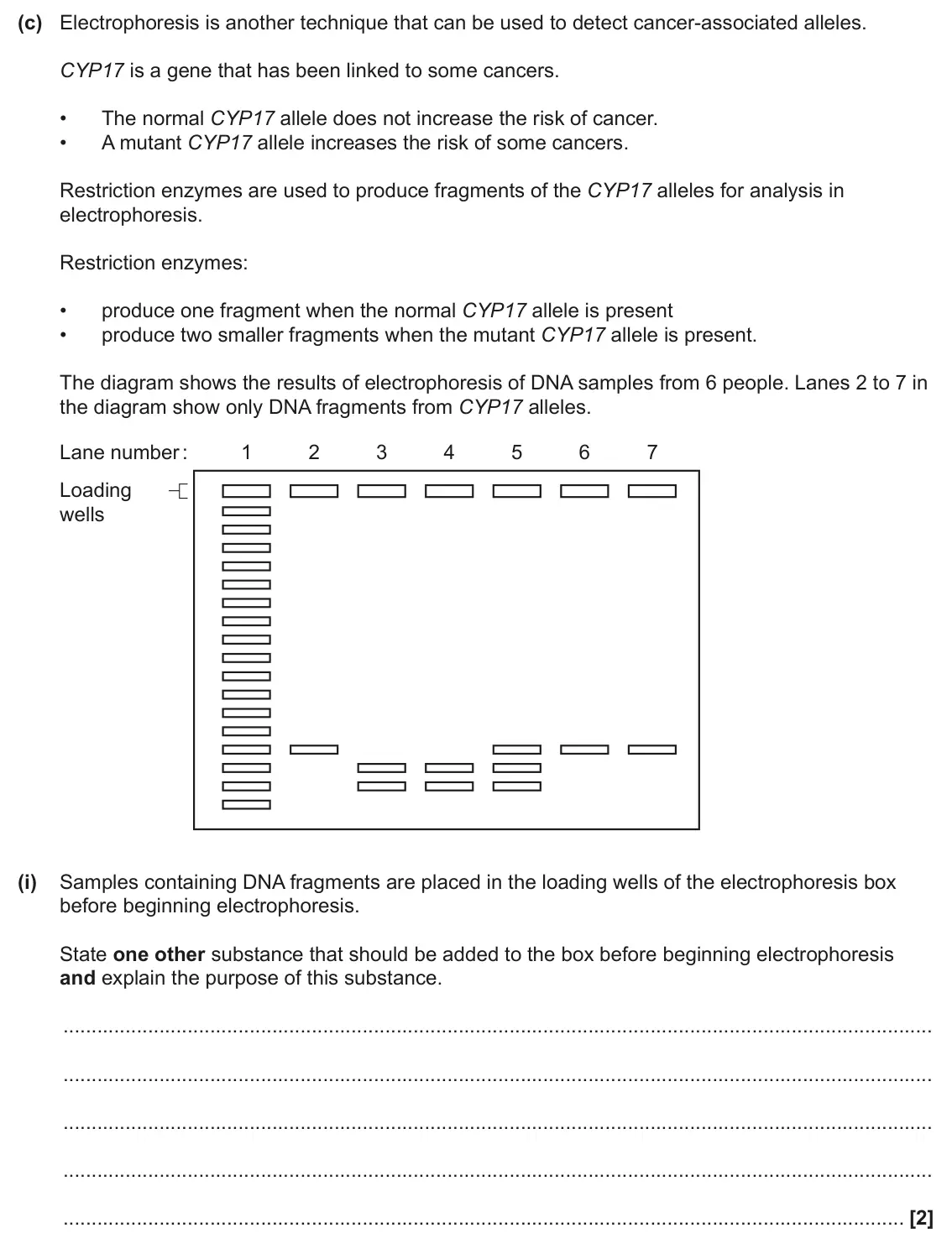 June 2025 Paper 3, question 4(c)(i): Samples containing DNA fragments are placed in the loading wells of the electrophoresis box before beginning electrophoresis. State one other substance that sho
