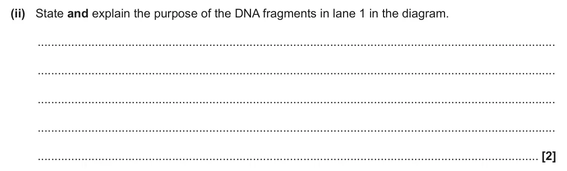 June 2025 Paper 3, question 4(c)(ii): State and explain the purpose of the DNA fragments in lane 1 in the diagram. [2]