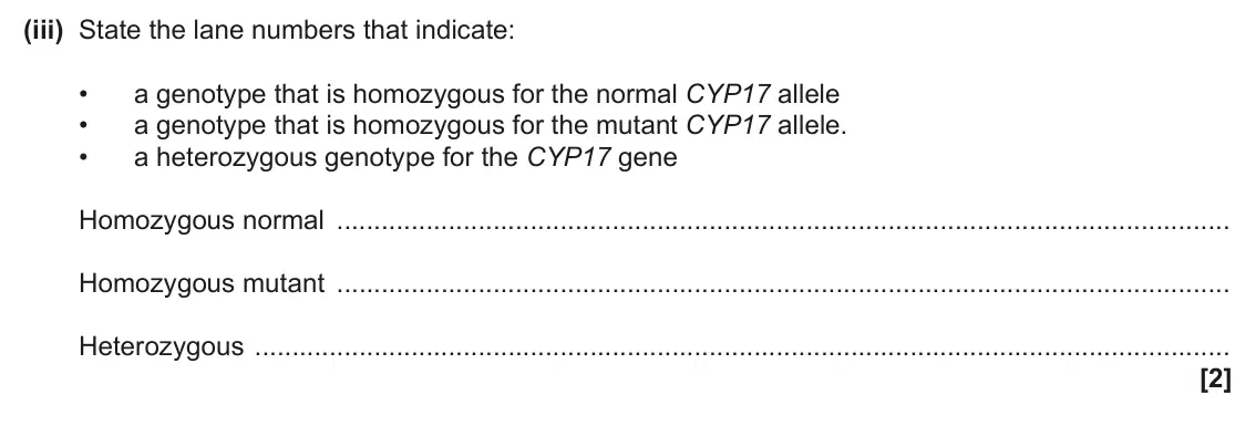 June 2025 Paper 3, question 4(c)(iii): State the lane numbers that indicate: • a genotype that is homozygous for the normal CYP17 allele • a genotype that is homozygous for the mutant CYP17 allele. •