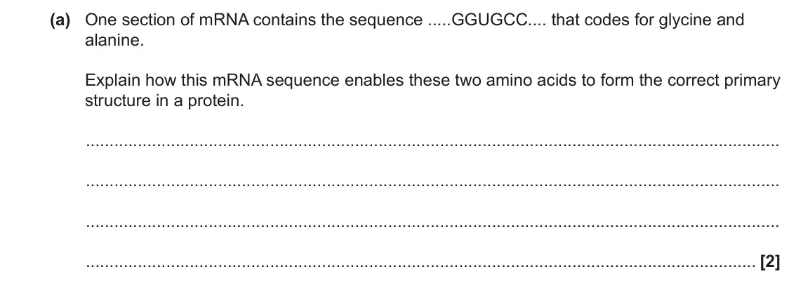 June 2023 Paper 1, question 35(a): One section of mRNA contains the sequence .....GGUGCC.... that codes for glycine and alanine. Explain how this mRNA sequence enables these two amino acids to fo