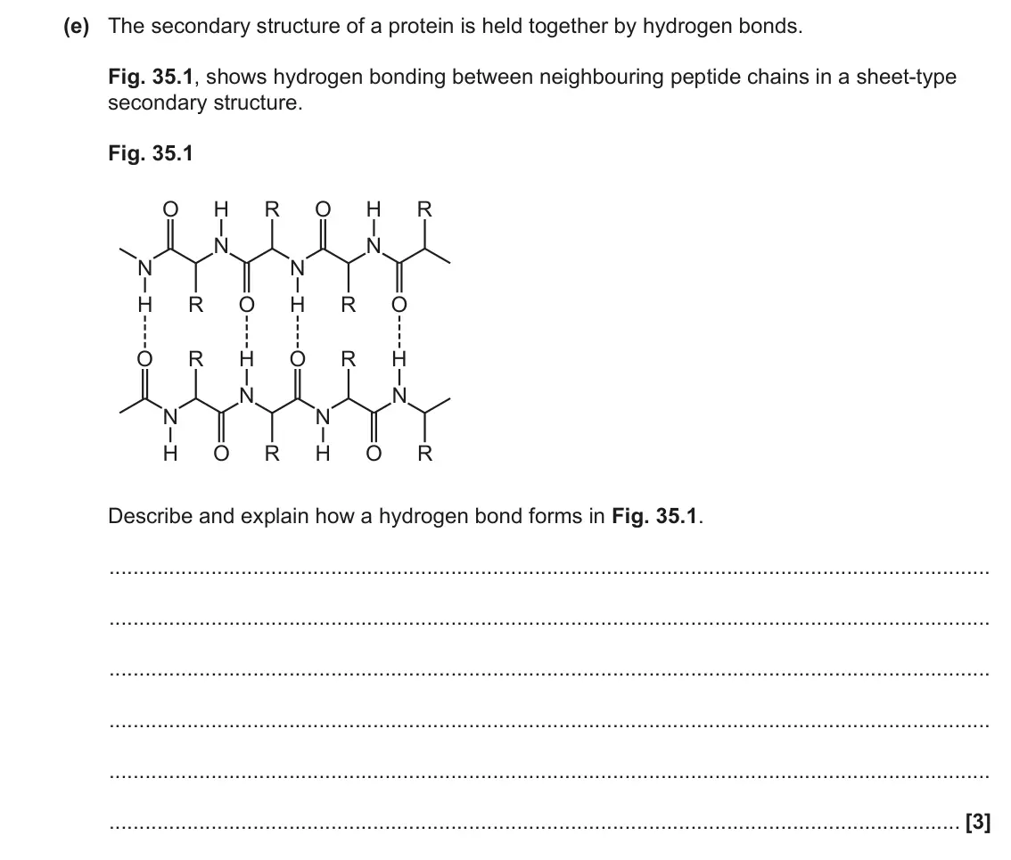 June 2023 Paper 1, question 35(e): The secondary structure of a protein is held together by hydrogen bonds. Fig. 35.1, shows hydrogen bonding between neighbouring peptide chains in a sheet-type s