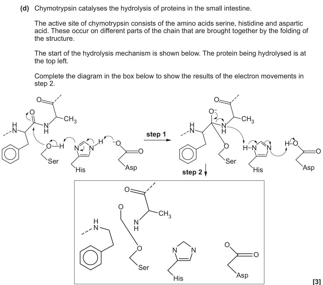 June 2022 Paper 2, question 4(d): Chymotrypsin catalyses the hydrolysis of proteins in the small intestine. The active site of chymotrypsin consists of the amino acids serine, histidine and aspa