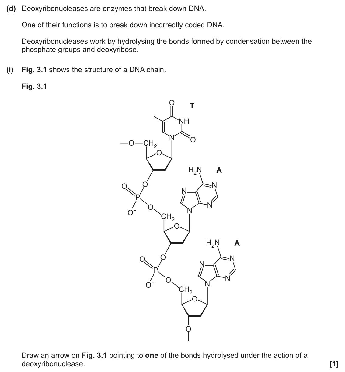June 2024 Paper 2, question 3(d)(i): Fig. 3.1 shows the structure of a DNA chain. Fig. 3.1 O T NH N O O CH2 O H2N A O N O N P N O N O− CH2 O H2N A O N O N P N O N O− CH2 O O Draw an arrow on Fig. 3