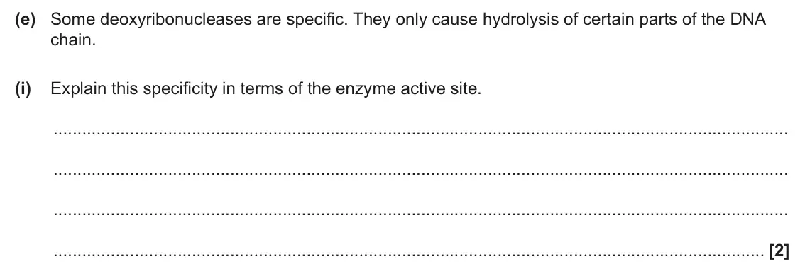 June 2024 Paper 2, question 3(e)(i): Explain this specificity in terms of the enzyme active site. [2]