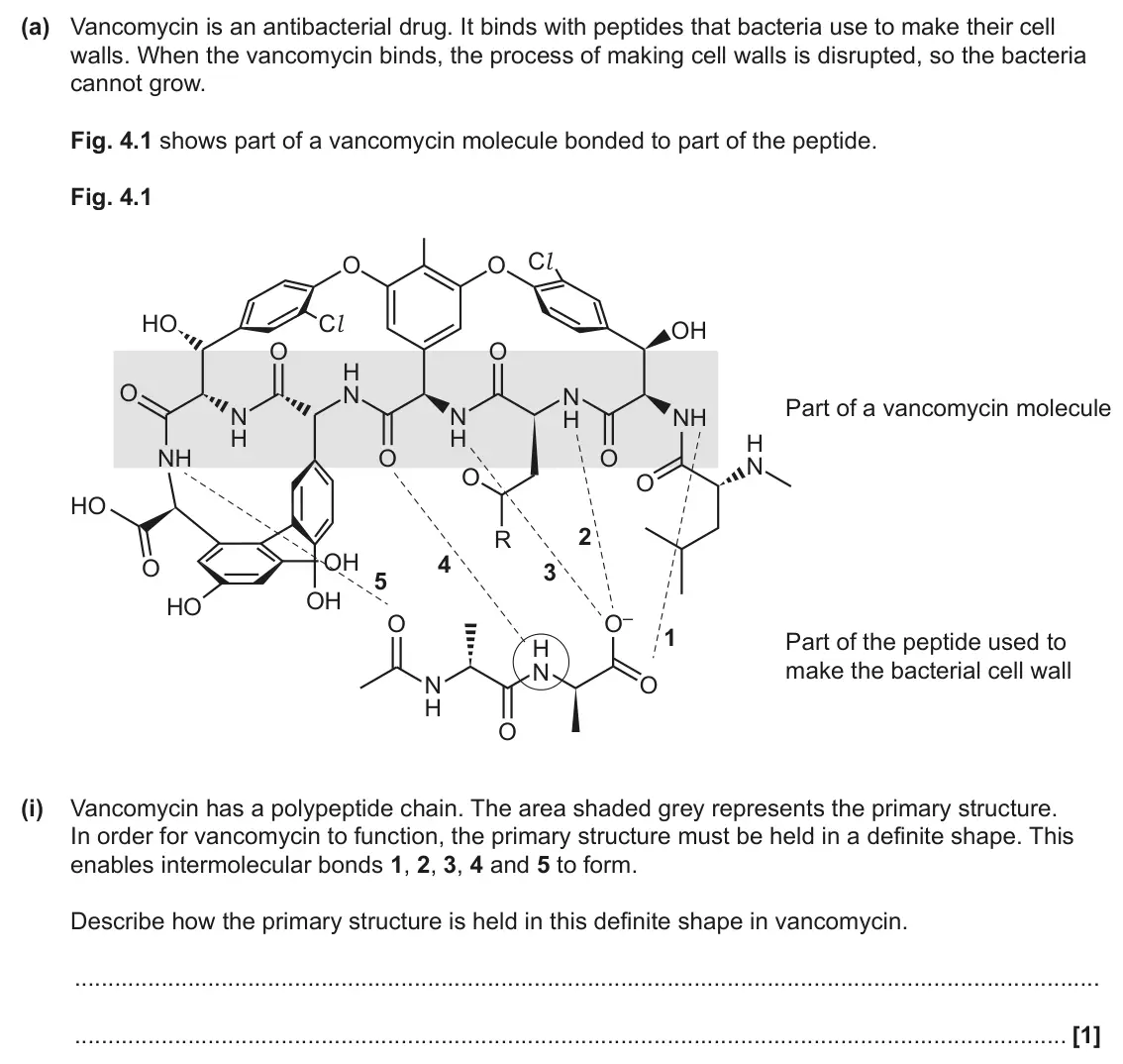 June 2025 Paper 2, question 4(a)(i): Vancomycin has a polypeptide chain. The area shaded grey represents the primary structure. In order for vancomycin to function, the primary structure must be he